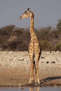 Giraffe