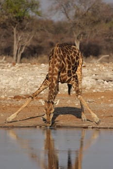 Giraffe