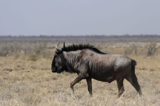 Blue wildebeest in Etosha National Park