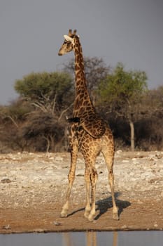 Giraffe from behind