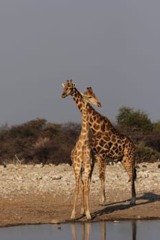 Two Giraffes