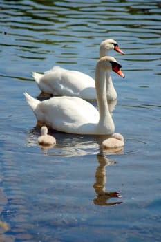 Swans