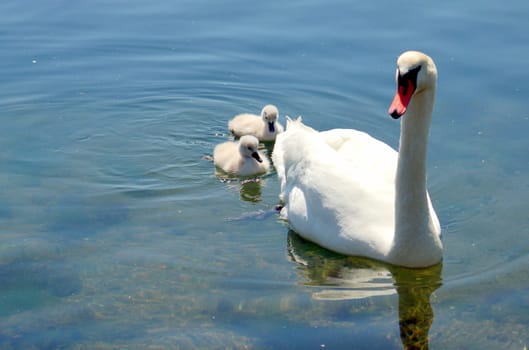 Swan