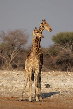 Two giraffes in Etosha National Park,Namibia