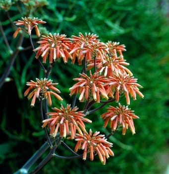 Aloe