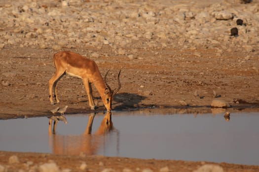 Black-nosed impala