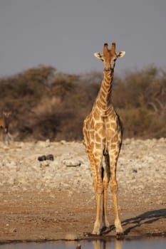 Giraffe