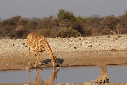 Giraffe drinking at a waterhole