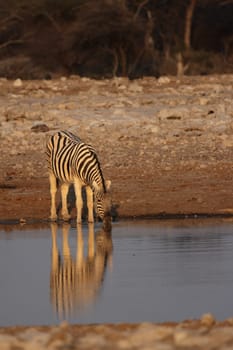 Steppe zebra drinking at the waterhole