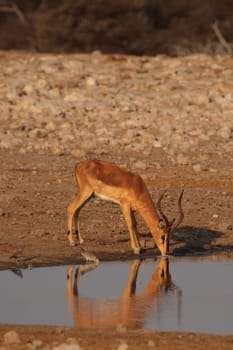 Black-nosed impala
