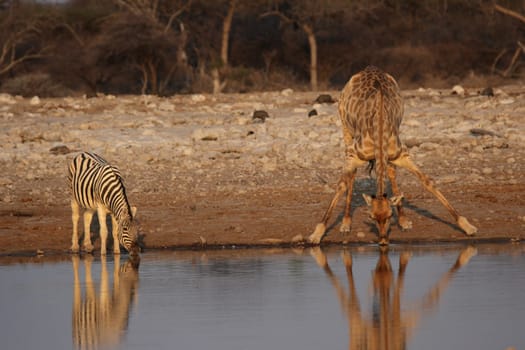 Giraffe and plains zebra