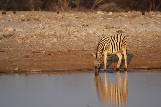 Steppe zebra drinking at the waterhole