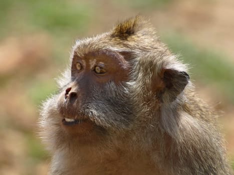 Javanese monkey