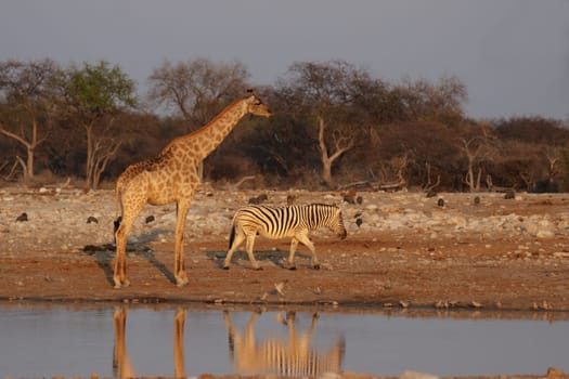 Giraffe and plains zebra