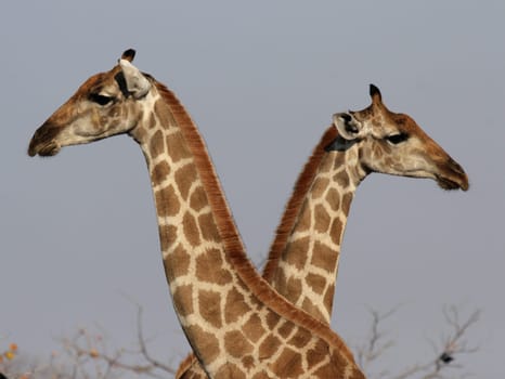 Portrait shot of two giraffes