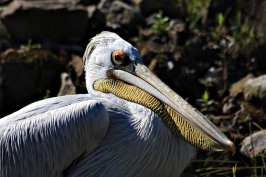 Pelican