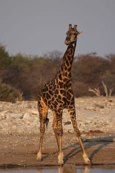 Giraffe at the waterhole in Etosha National Park,Namibia
