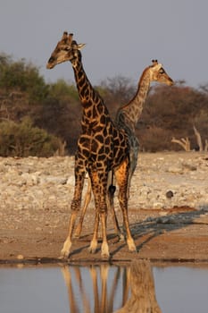 Two Giraffes