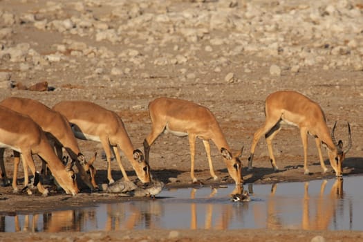 Drinking impala at the waterhole