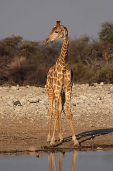 Giraffe