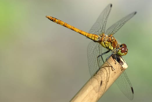 Darter