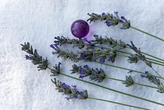 Lavender in nature