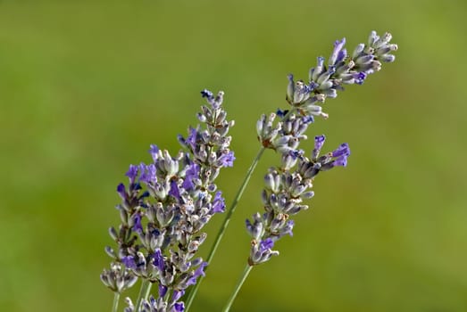 Lavender in nature