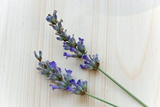 Lavender in nature