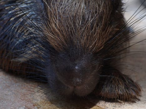 Porcupine