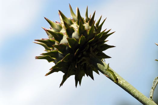 Milk thistle