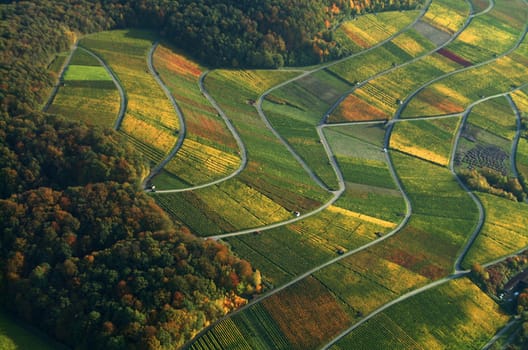 Vineyard,Vineyard,Vineyard