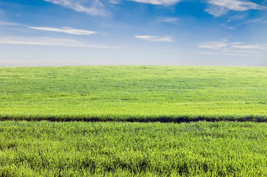 Crop field