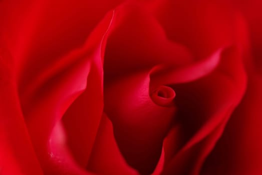 Through the Flower