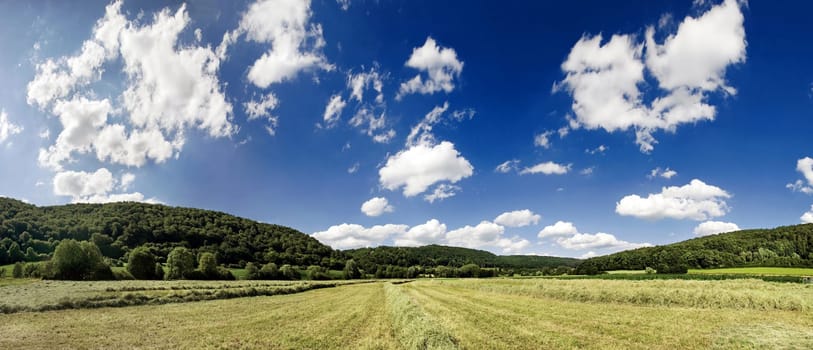 Hay meadow