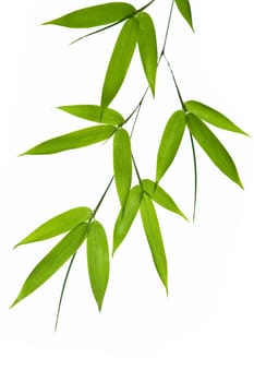 bamboo- leaves