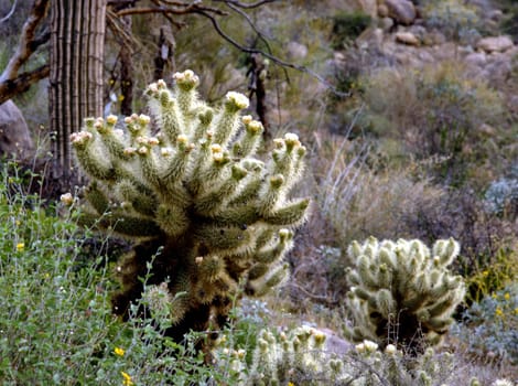 Desert with cholla cactus blooming