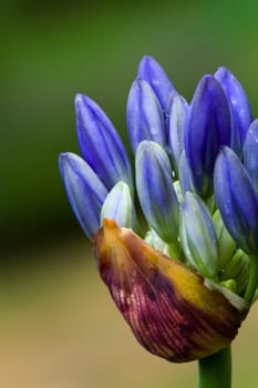 Jewelry Lily