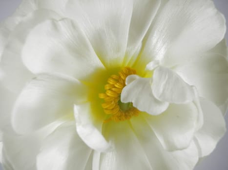 ranunculus