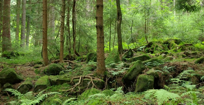 Green Oasis