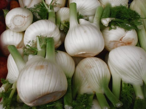 fennel