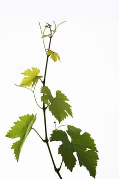 Grapevine