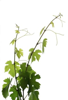grapevine