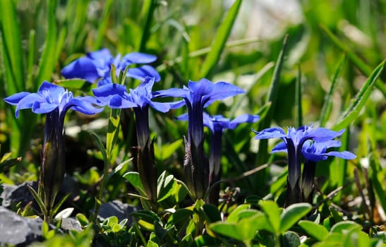 Alpine gentian