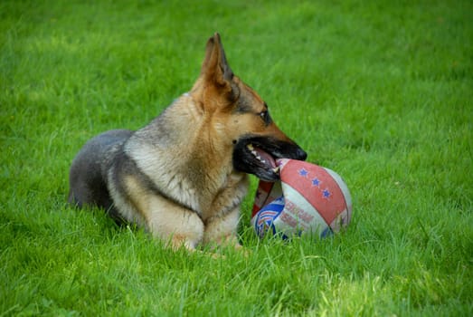 German Shepherd