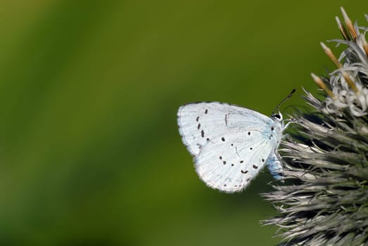 Holly Blue,Buckthorn Blue