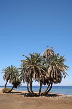 egyptian beach
