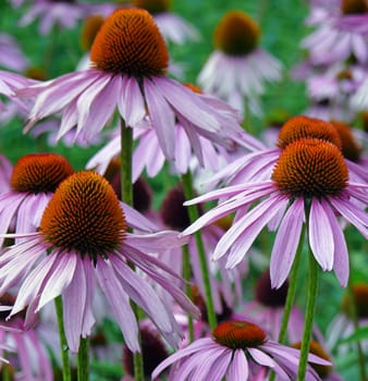 Purple coneflower or red coneflower (Echinacea purpurea): used therapeutically for wound healing and to support the immune system in infectious diseases.