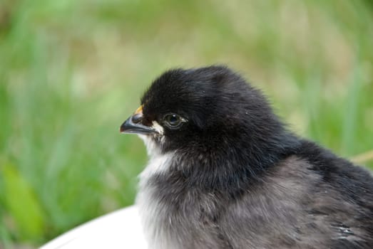 Black ,young chick
