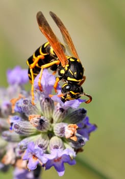 Wasp