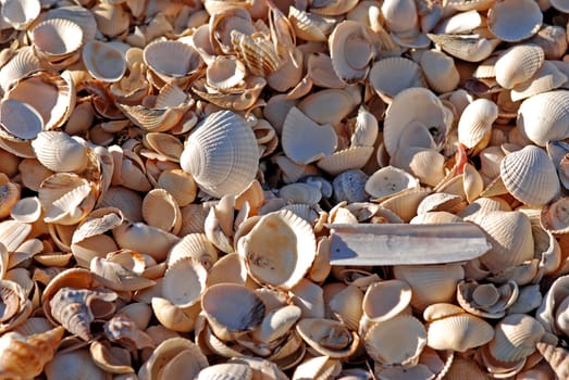 Mussels